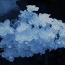 紫陽花