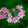 ✨紫陽花の季節