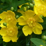 夏の花( ビョウヤナギ)