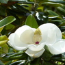 初夏の花(タイサンボク)