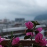 ブーゲンビリア