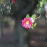 華やぐ冬の木陰
