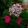 目を引いた紫陽花