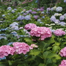 紫陽花2