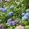 紫陽花3