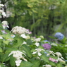 紫陽花9