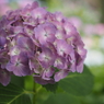 紫陽花4