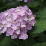 紫陽花6