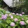 紫陽花7