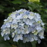 紫陽花8