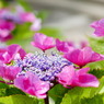 私がお花♪２