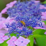 ミツバチと紫陽花