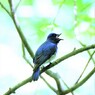 Bluebird