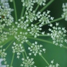 杜の花火