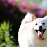 　飼い犬は　天から舞い降りた　天使