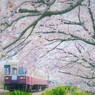 スロ－ライフトレイン桜木駅通過中