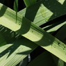 面としての植物
