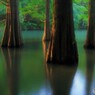 池のラクウショウ