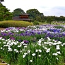 岡山後楽園花菖蒲畑