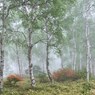 八千穂高原 (7)