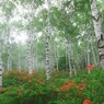 八千穂高原 (11)