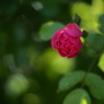 日曜の夜に薔薇を飾る