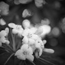 white scent