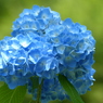 紫陽花