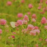 この広い野原いっぱい
