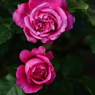 只、薔薇を撮った