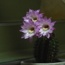写真エッセイ：Midnight blooming１：速報