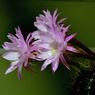 写真エッセイ： Midnight blooming２：速報