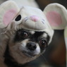 ネズミの犬