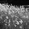 DSC00809