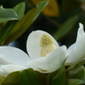 初夏の白い花(タイサンボク)