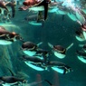 大群のフンボルトペンギン潜水