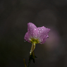 雨粒のメロディ