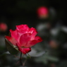 薔薇咲く宵