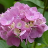 紫陽花