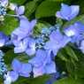 紫陽花