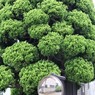 ミラー