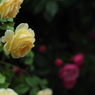 厚別薔薇祭