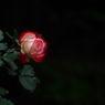厚別薔薇園