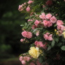 薔薇の園