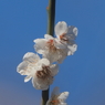 長久保公園