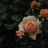 褪せた薔薇