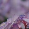 はつ夏　紫陽花