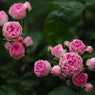 浮遊する薔薇