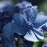 紫陽花もそろそろ終わりかな