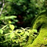 苔むす岩